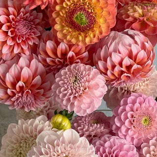 Telegram profile photo for BLOSSOM для своих