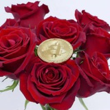 Telegram profile photo for Crypto Premium Signal
