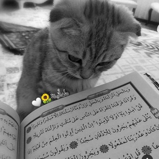 Telegram profile photo for طمأنينة 🫂☁️