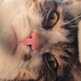 Telegram profile photo for КиноТеатр и коты