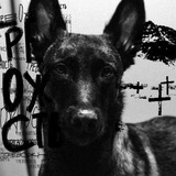 Telegram profile photo for Big Dog