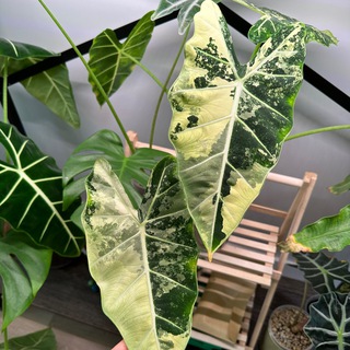 Telegram profile photo for Mari’s plants | Излишки