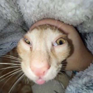 Telegram profile photo for Дикий Майонез