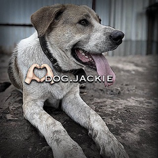 Telegram profile photo for джеки на пятнистом🐾