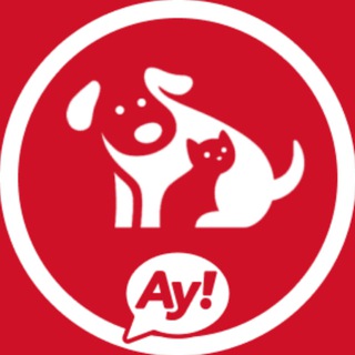 Telegram group profile photo for Египецкий 🇪🇬 Котопес