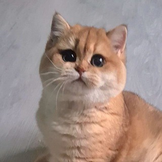Telegram profile photo for Британские котята Звезда Империи