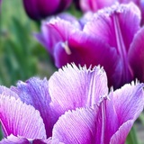 Telegram profile photo for Bloom Batumi 🪷 — креативное комьюнити