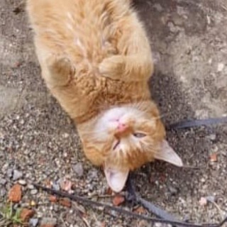 Telegram profile photo for Bella felina catbell