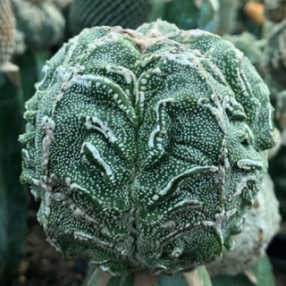 Telegram profile photo for 🌵🌵 کاکتوس نامه 🌵🌵