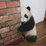 Telegram profile photo for $Pichi Portal