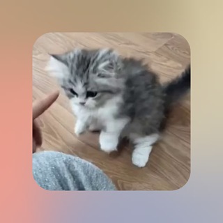 Telegram profile photo for РАЗДАЧА ЧЕКОВ💸