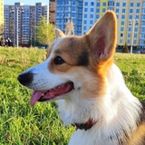 Telegram profile photo for Умная собачка Соня🙂
