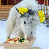Telegram profile photo for "SakhaTime"