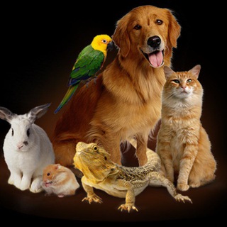 Telegram profile photo for Животные Узбекистана