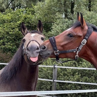 Telegram profile photo for زرافه خانوم .