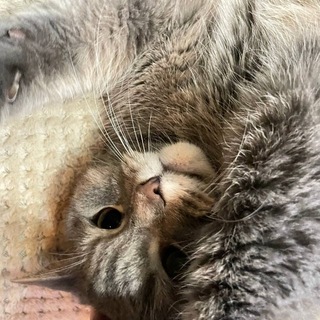 Telegram group profile photo for Котята в коробке/ Васька найден/Поиск кота Васи. 05.08.2026 был вывезен и выброшен.