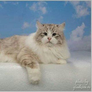 Telegram profile photo for Сибирские котята и кошки питомника RussianIrbis