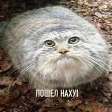 Telegram profile photo for Заебали юзы красть