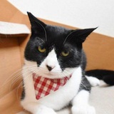 Telegram profile photo for ONIGIRI CTO