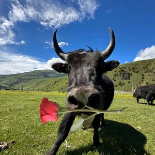 Telegram profile photo for 星星文件下载频道