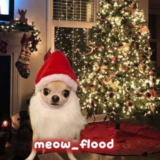 Telegram profile photo for meow_floyd❄️