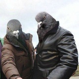 Telegram profile photo for голубь манипулятор