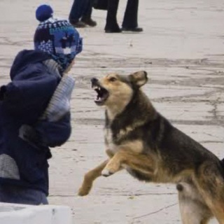 Telegram profile photo for STOPDOG38