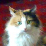 Telegram profile photo for Смешные животные
