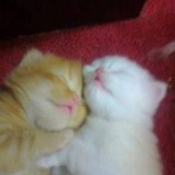 Telegram profile photo for котики котятки🐾