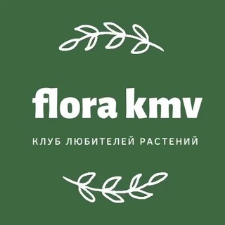 Telegram profile photo for Клуб «Флора КМВ»