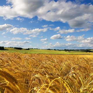 Telegram profile photo for 🇺🇦Повідомлення про загрози шахедів, ракетних атак та інше🇺🇦