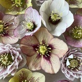 Telegram profile photo for hellebore flowers