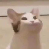 Telegram profile photo for Коты и фотошоп