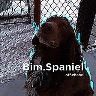 Telegram profile photo for Bim.Spaniel🐗
