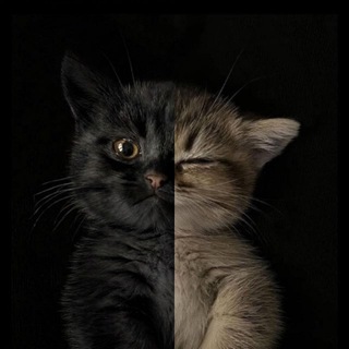 Telegram profile photo for INFO | Реклама