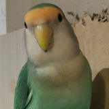 Telegram profile photo for Компьютеры и чирик-чирик