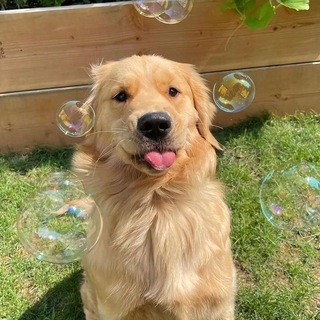 Telegram profile photo for Собакены кф
