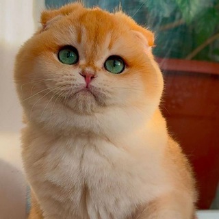 Telegram profile photo for GLOBAL MUSHUK BOZOR😻🫶