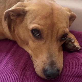 Telegram profile photo for Мина Чавић