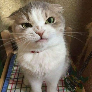 Telegram profile photo for CatWar