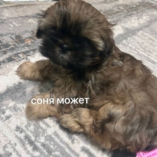 Telegram profile photo for соня может