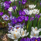 Telegram profile photo for crocus flower