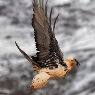 Telegram profile photo for همسر رئیس ناسا