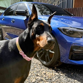 Telegram profile photo for BMW 3 G20 Чат