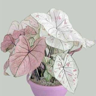 Telegram profile photo for flower grower's diary