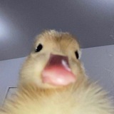 Telegram profile photo for Olwri