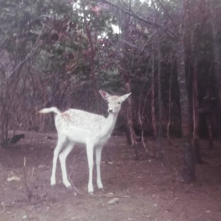 Telegram profile photo for kesèlie