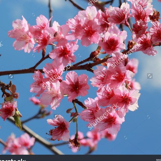 Telegram profile photo for گالکسی-آلبوم آسمان و شکوفه -گل و پروانه - پرنده