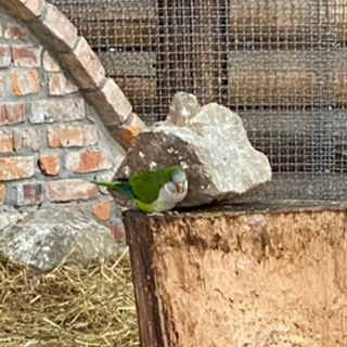 Telegram profile photo for Любитель попугая 🦜
