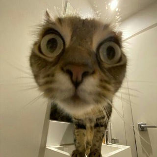 Telegram profile photo for гифы и стики